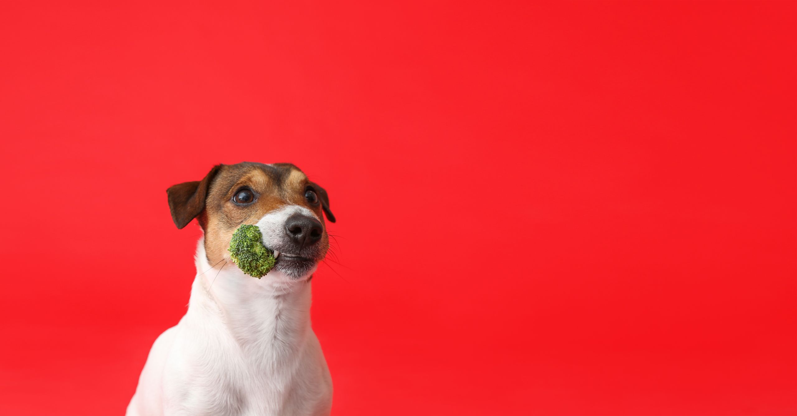 Honden eten gezond | 10 superfoods voor jouw hond