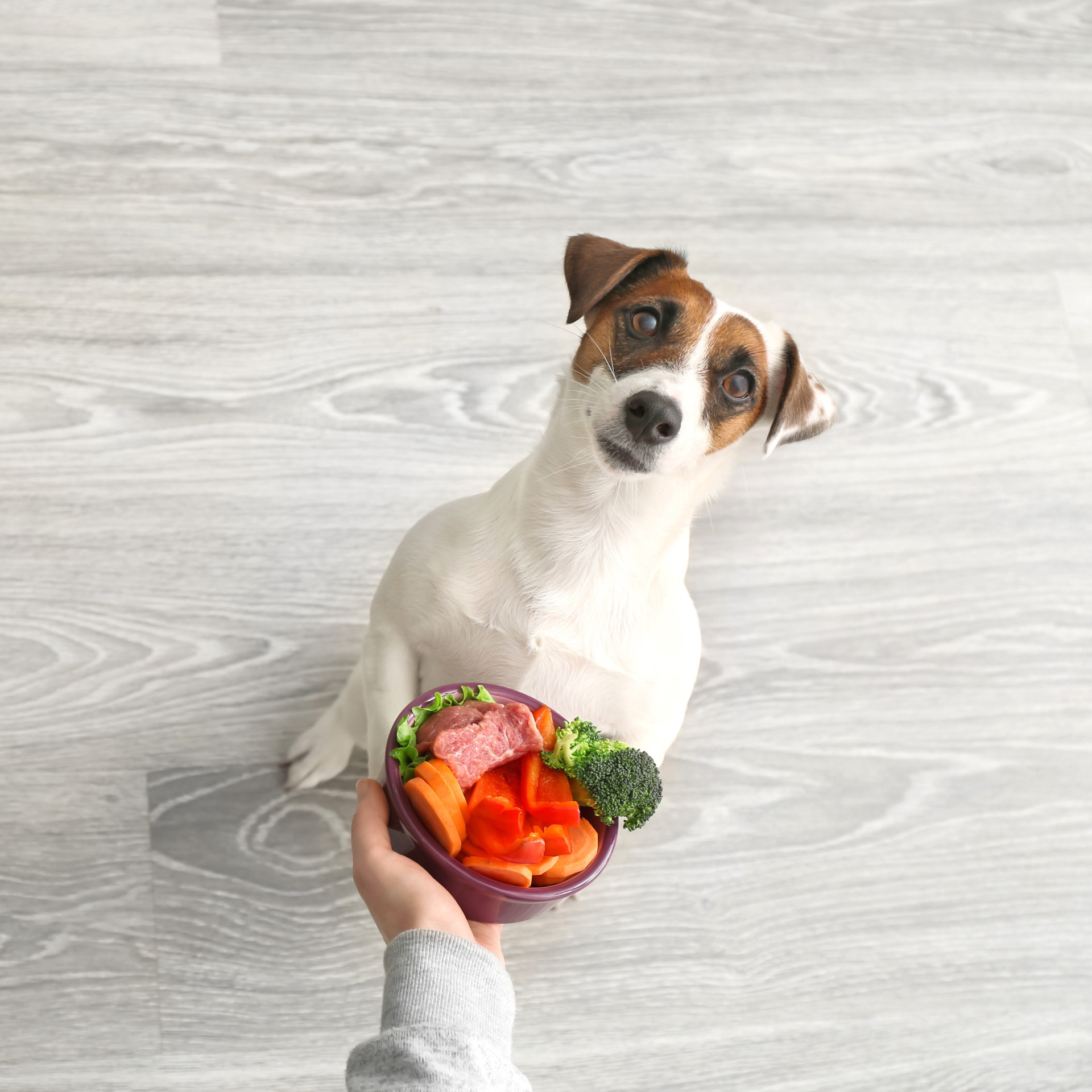 Gezonde voeding voor honden