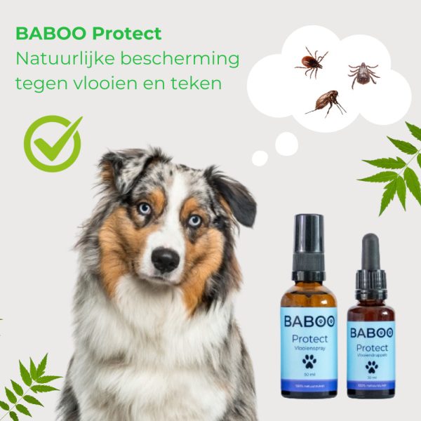 BABOO Protect Australian Shepherd3