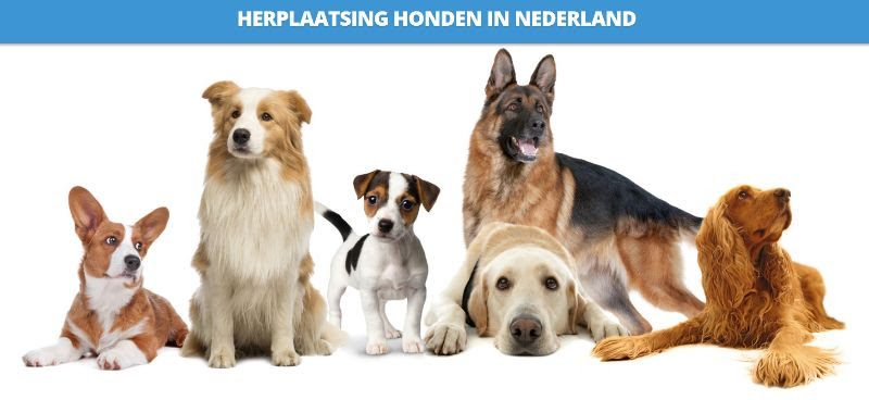 HHIN Herplaatsing Honden in Nederland