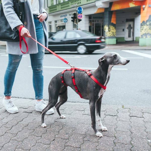 Anti-ontsnappingstuig Rood - Afbeelding 2