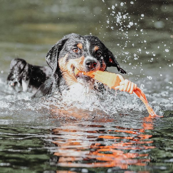 Waterspeelgoed Hondenbot Oranje - Afbeelding 3