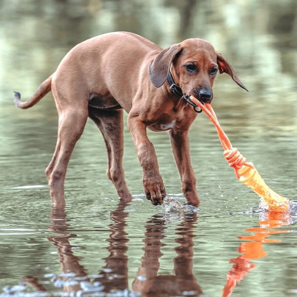 Waterspeelgoed Hondenbot Oranje - Afbeelding 2