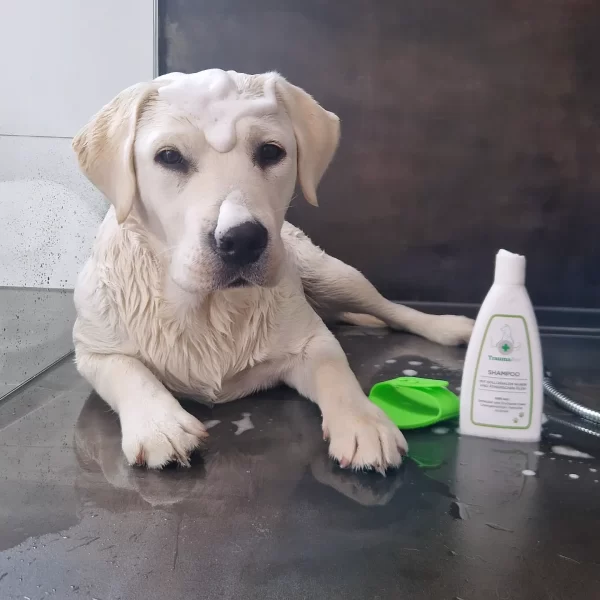 Lotti white labrador 1 shampoo kopie