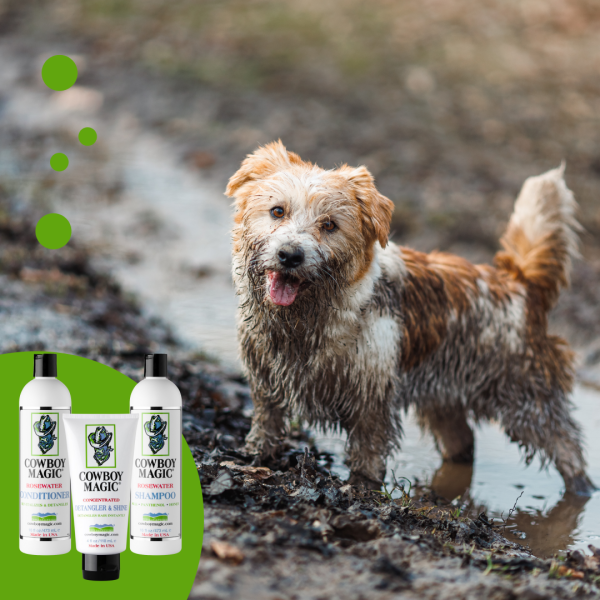 Dog in a puddle. A dirty Jack Russell Terrier puppy stands in the mud on the road. Wet ground after spring rain