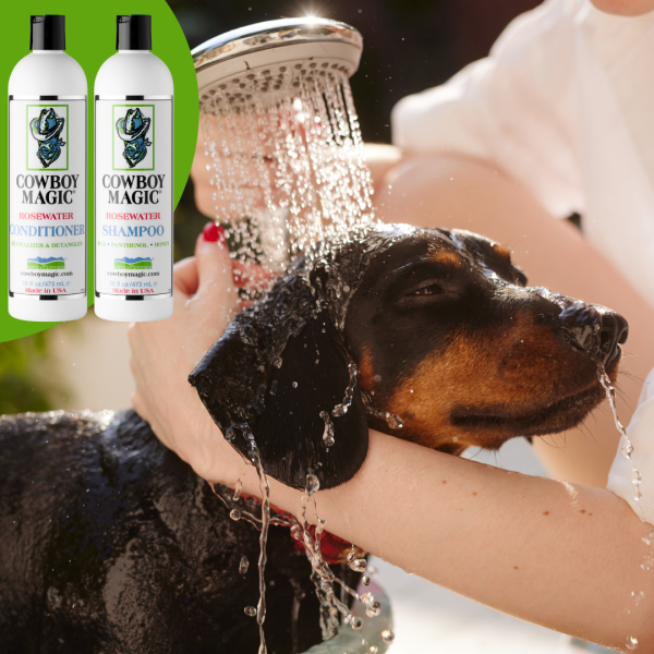 a girl bathes a dachshund dog with shampoo in the shower in the garden