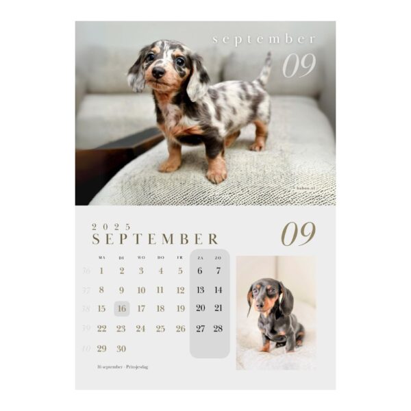 Kalender 2025 | Puppykalender 2025 - Afbeelding 6