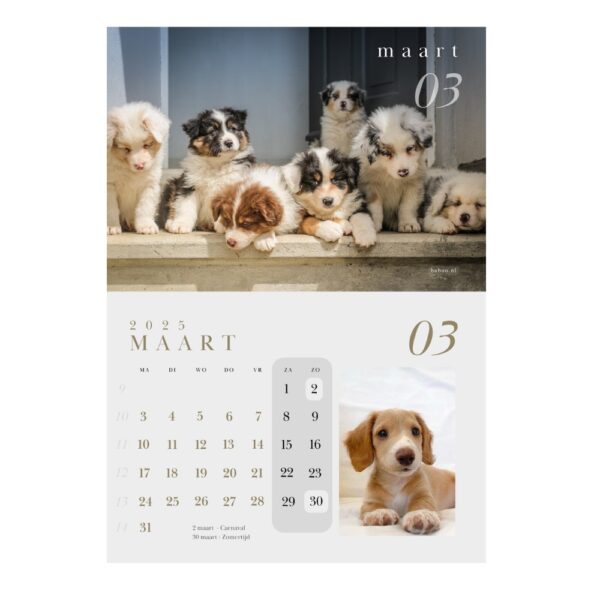 Kalender 2025 | Puppykalender 2025 - Afbeelding 3