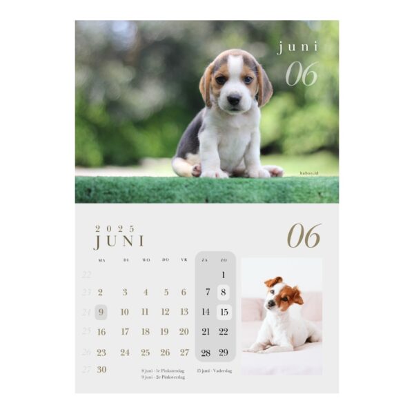 Kalender 2025 | Puppykalender 2025 - Afbeelding 5