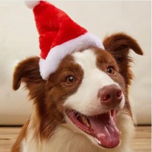 kerstmuts hond