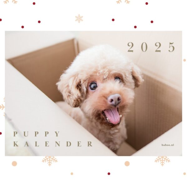 Kalender 2025 | Puppykalender 2025