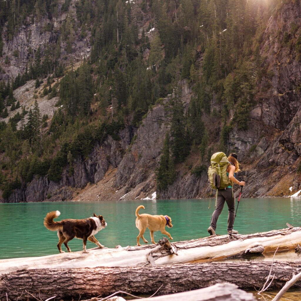 Met hond op vakantie | Handige tips voor op reis in 2025 5 met hond op vakantie