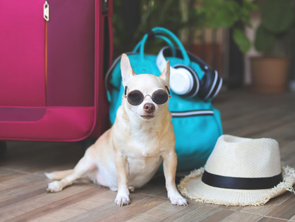 Met hond op vakantie | Handige tips voor op reis in 2025 6 AdobeStock 511262491