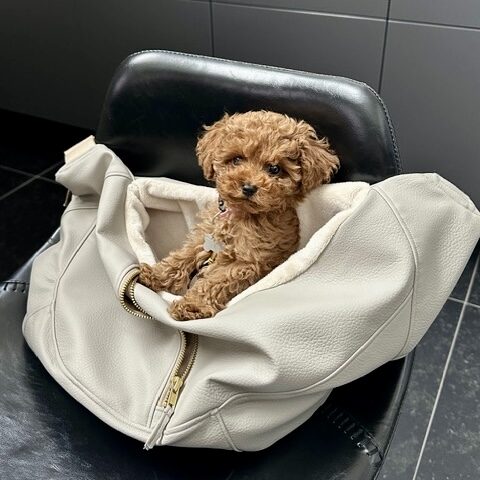 Hondentas Leer Beige 5 Hondentas Leer Beige - Afbeelding 5