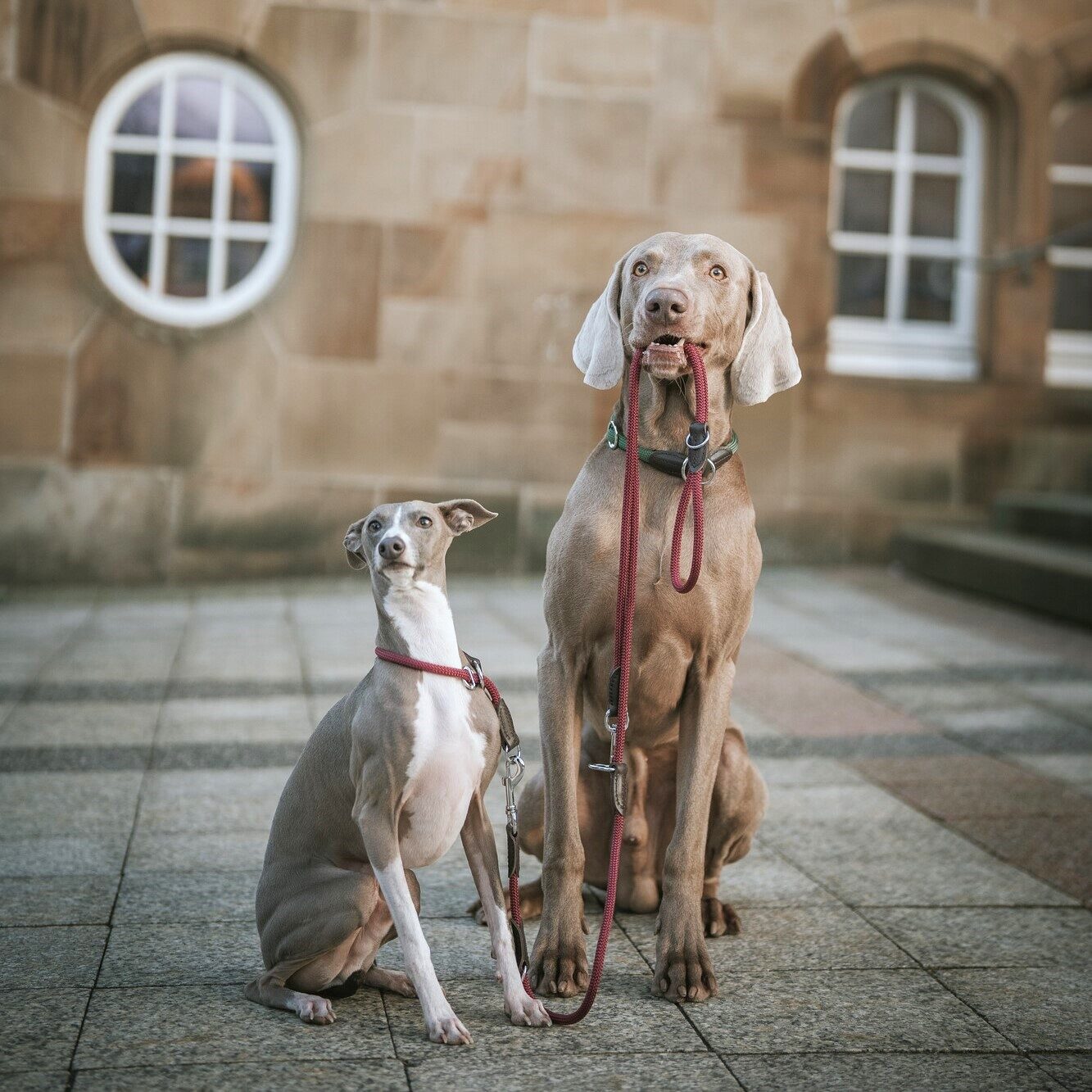 Handsfree Hondenriem Bordeaux 5 Handsfree Hondenriem Bordeaux - Afbeelding 5