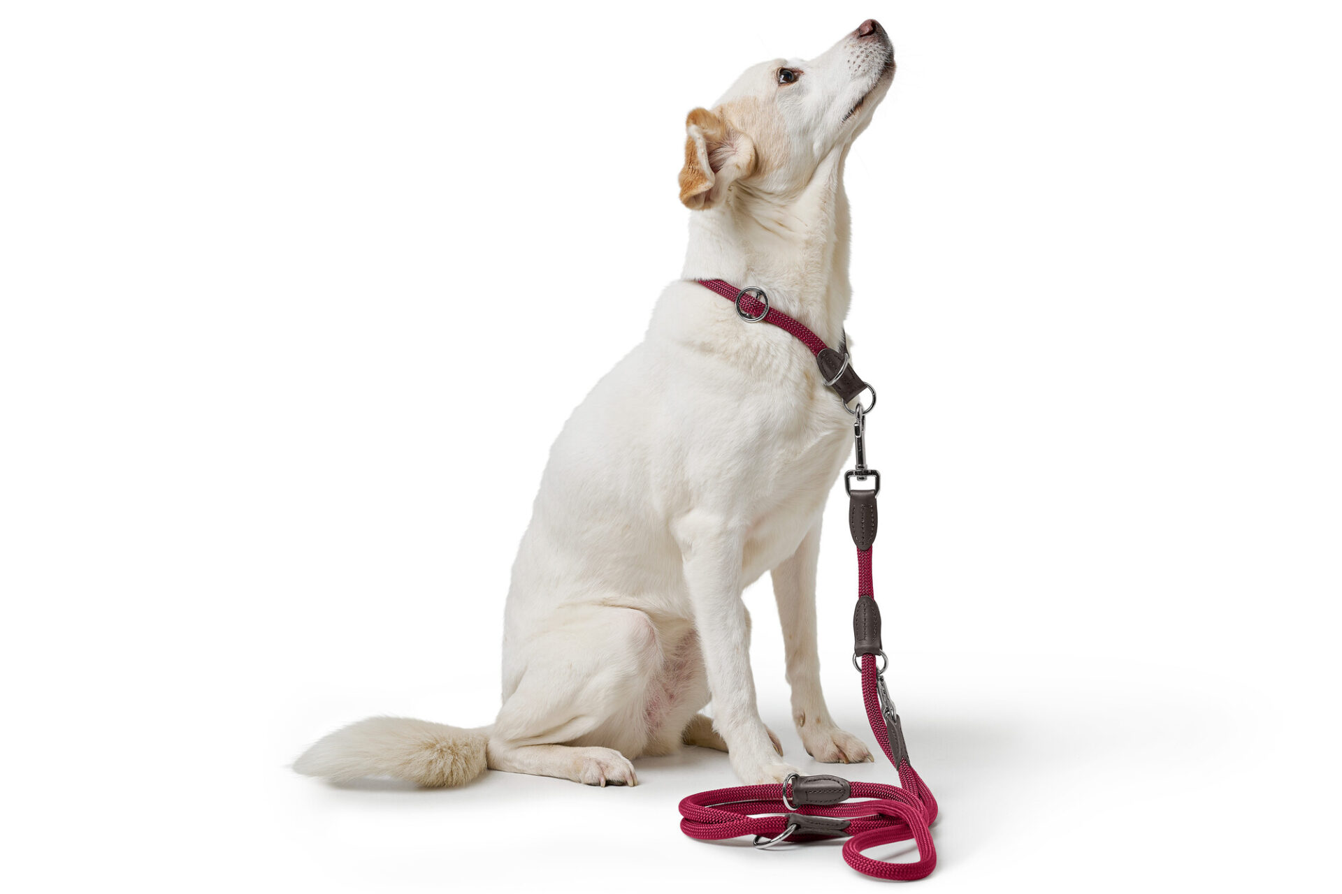 Handsfree Hondenriem Bordeaux 2 Handsfree Hondenriem Bordeaux - Afbeelding 2