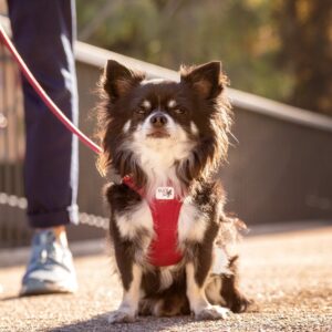 Curli Tuigje Air-Mesh Rood