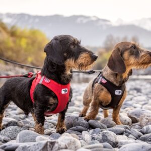 Curli Tuigje Air-Mesh Rood