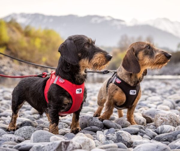 Curli Tuigje Air-Mesh Rood