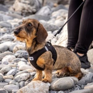 Curli Tuigje Air-Mesh Zwart