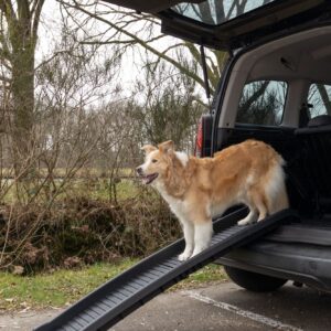 Loopplank Hond Zwart