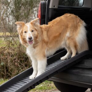 Loopplank Hond Zwart