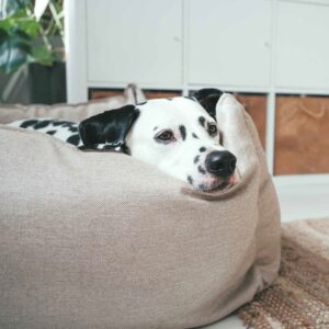 Hondenmand Livingston Beige