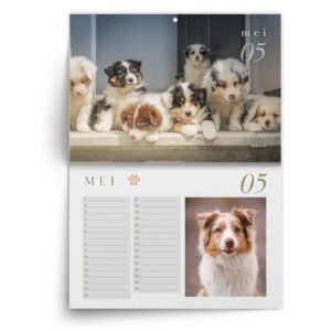 Verjaardagskalender Australian Shepherd