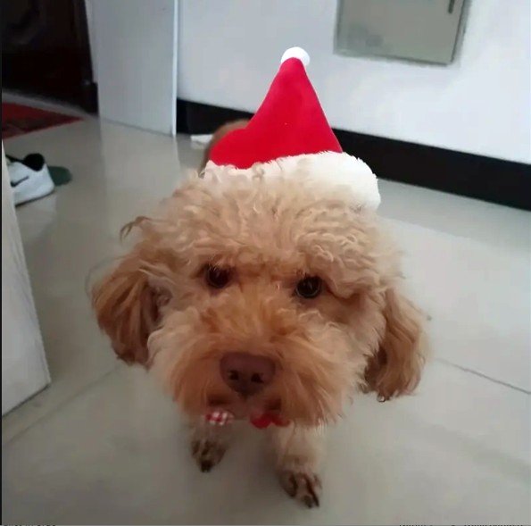 Kerstmuts Hond