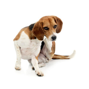 Natuurlijke Vlooiendruppels Hond - 100% Gifvrij - BABOO Protect