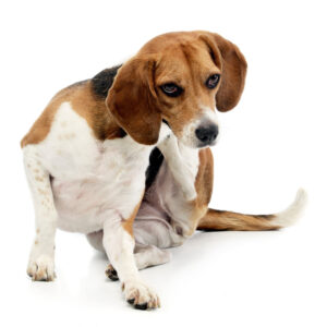 Natuurlijke Vlooienspray Hond - 100% Gifvrij - BABOO Protect