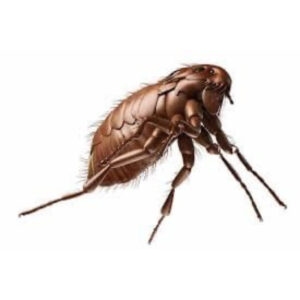 Natuurlijke Vlooienspray Hond - 100% Gifvrij - BABOO Protect