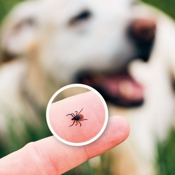 Natuurlijke Vlooienspray Hond - 100% Gifvrij - BABOO Protect