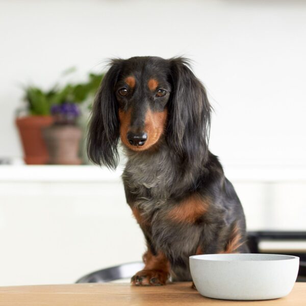 Voerbak BAMBOO Crème