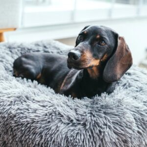 Donut Hondenmand Grijs