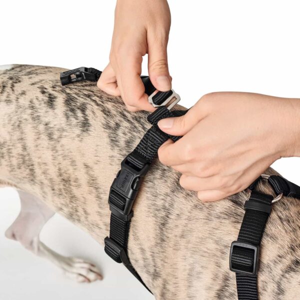 Anti-ontsnappingstuig Zwart