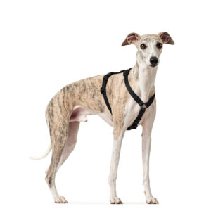 Anti-ontsnappingstuig Zwart