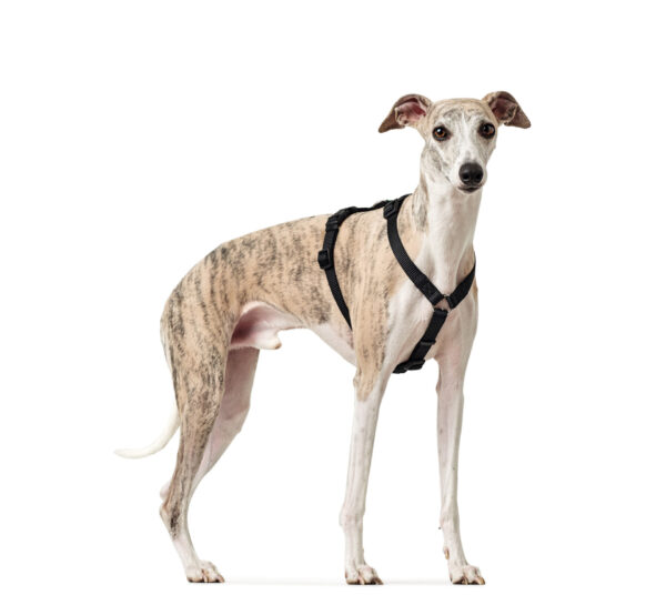 Anti-ontsnappingstuig Zwart