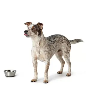 Voerbak Roestvrij Staal (RVS)