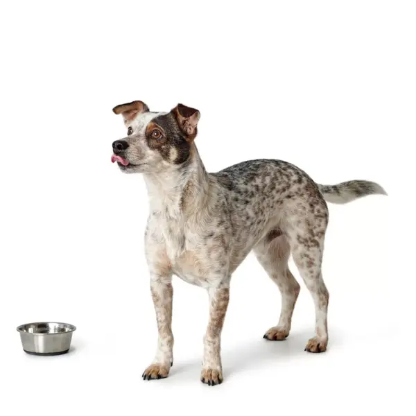 Voerbak Roestvrij Staal (RVS)