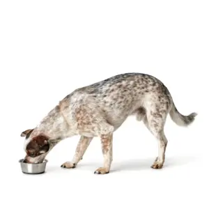 Voerbak Roestvrij Staal (RVS)