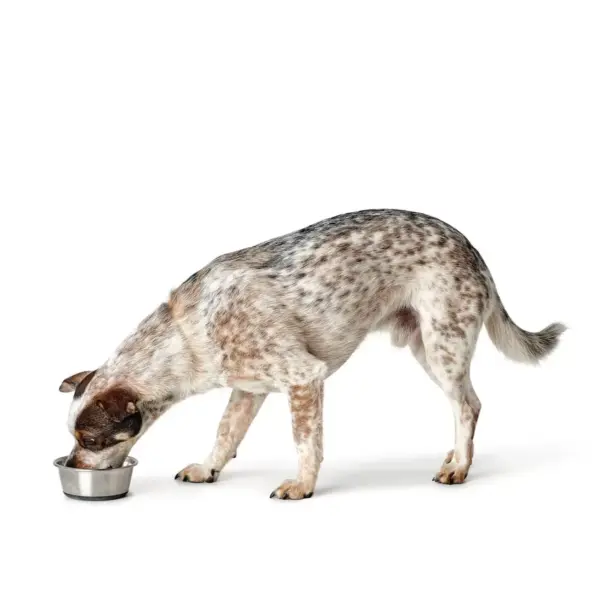 Voerbak Roestvrij Staal (RVS)