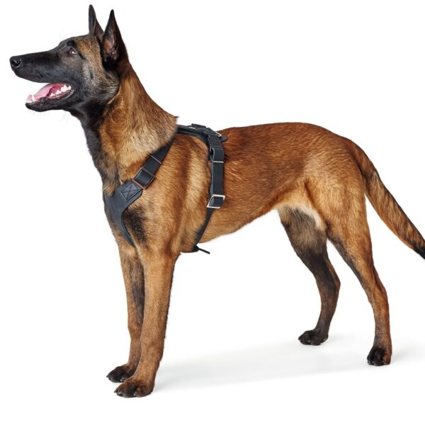 Leren Hondentuig Zwart