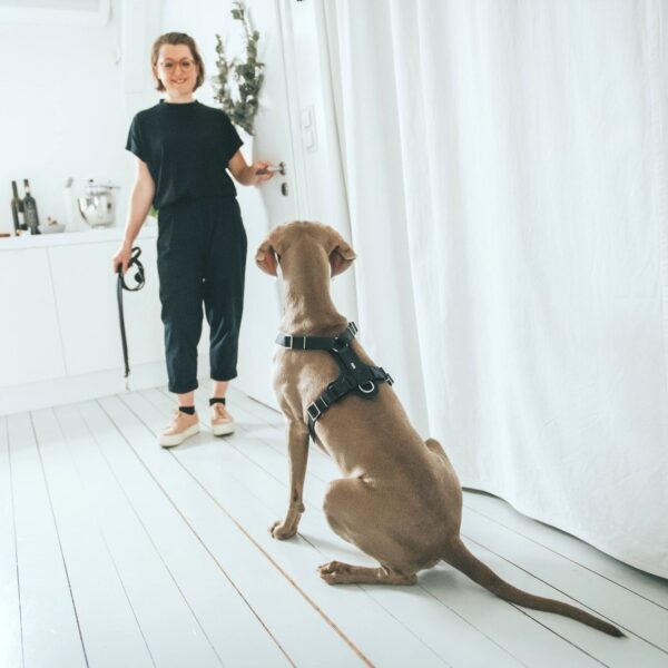 Leren Hondentuig Zwart