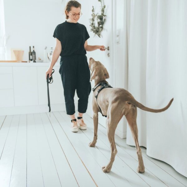 Leren Hondentuig Zwart