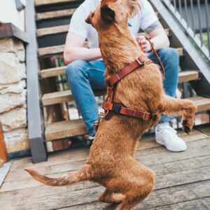 Leren Hondentuig Cognac