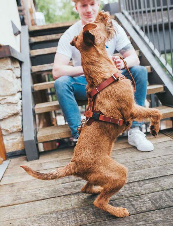 Leren Hondentuig Cognac