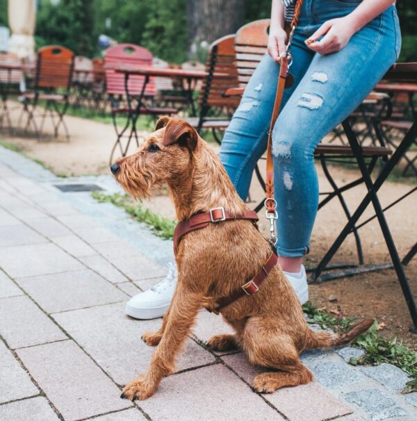 Leren Hondentuig Cognac