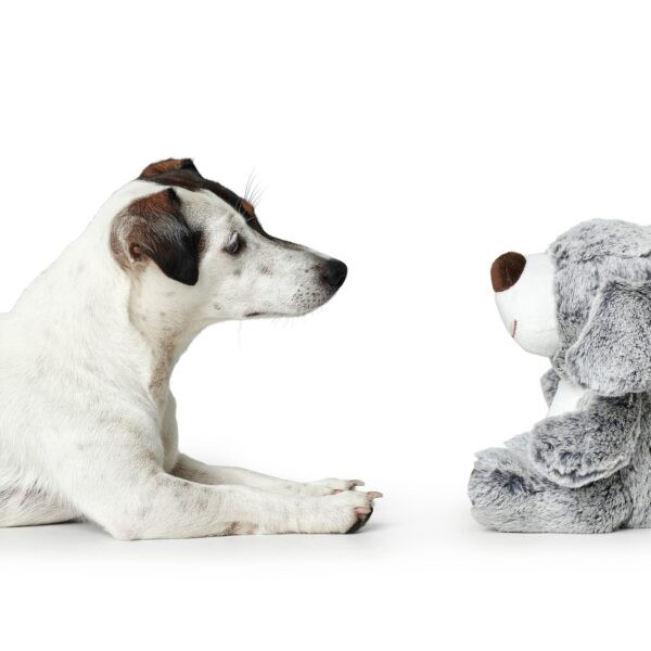 Hondenknuffel Bello