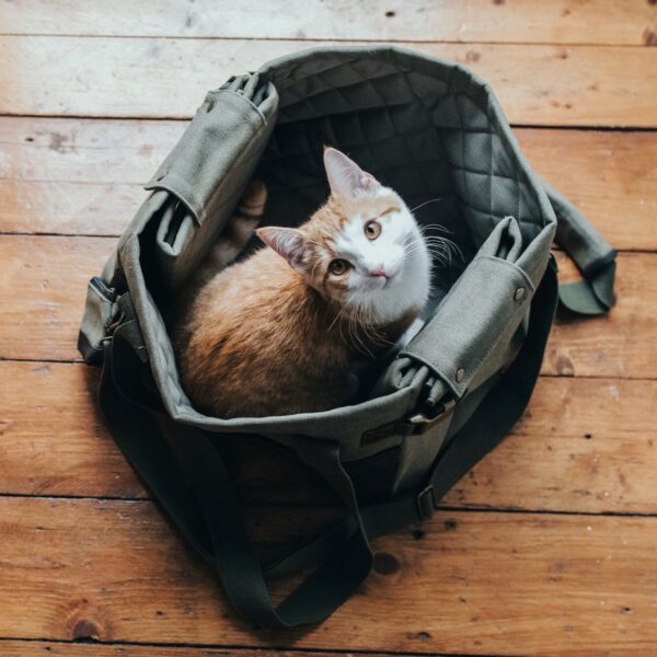 Hondentas & Hondendeken Khaki